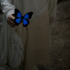 写真：この蝶を刺すものは